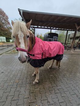 Haflingerstute 15 Jahre