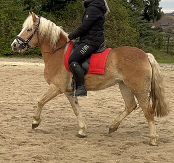 Haflinger Stute 8 Jahre