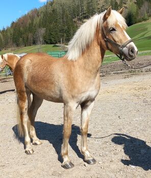 Haflinger Stute, Pfeffer Mathias , Konie na sprzedaż, Wienerbruck