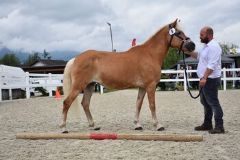 Haflinger Stute, Bianca, Konie na sprzedaż, Wildschönau 