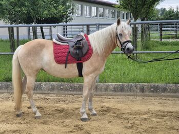 Haflinger Stute