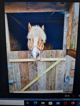 Haflinger Stute Freizeit, Mario, Konie na sprzedaż, Dorsten