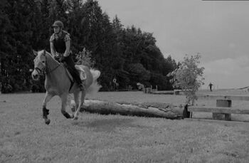 Haflingerstute Verlasspferd