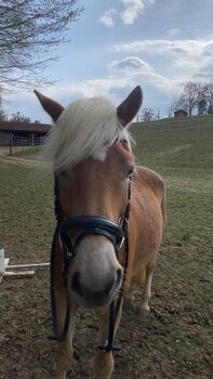 Haflingerstute Verlasspferd