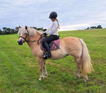 Haflingerstute „Tiffy“ sucht ein schönes Zuhause