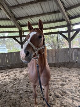 Hannoveraner Stute 6 jährig, Anna, Konie na sprzedaż, Rotenburg (Wümme)
