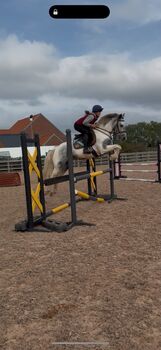 15hh 6yo Irish Mare