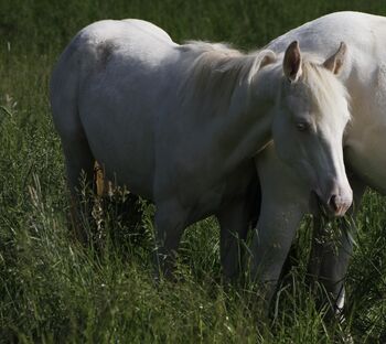 Paint Horse Stute Perlino Dun Frame Overo