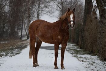 Reitpony Stute, Daniela Hilpert , Konie na sprzedaż, Sonderhofen