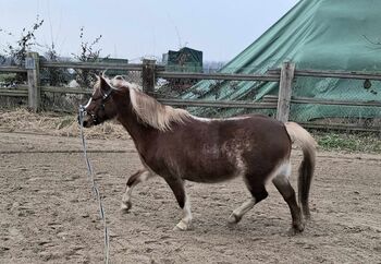 Welsh Pony Stute sucht neue Aufgabe, ISPA - Iberische Sportpferde Agentur (ISPA - Iberische Sportpferde Agentur), Konie na sprzedaż, Bedburg