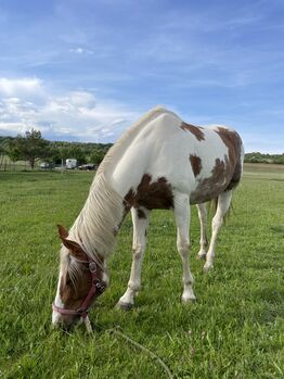 Paint/Warmblut Mix Stute, Jaqueline Regatschnig, Konie na sprzedaż, Schattendorf 