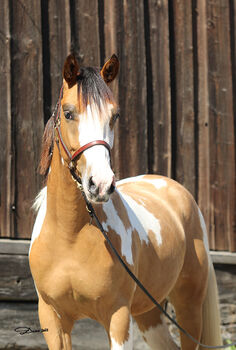 Paint Appaloosa Stute, Lilly, Konie na sprzedaż, Oberrühring