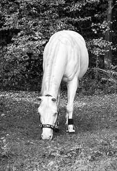 Paint Horse Stute, Gunnerenkelin, Platz vor Preis, Reining, Natalie , Konie na sprzedaż, Oberderdingen