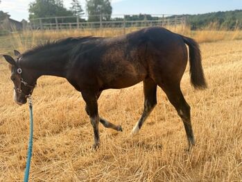 Typvolle Paint Horse Stute mit traumhaftem Charakter und bester Allround-Abstammung, Kerstin Rehbehn (Pferdemarketing Ost), Konie na sprzedaż, Nienburg