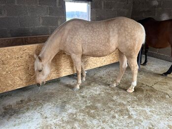 Palomino Quarter Horse Stute mit Reiningpedigree der Extraklasse, Kerstin Rehbehn (Pferdemarketing Ost), Konie na sprzedaż, Nienburg