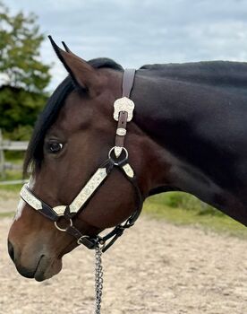 Quarter Horse Stute 2019 – „Obviousy Lazy“ / Joria, NB Performance Horses, Konie na sprzedaż, Hohentengen