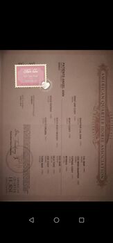Quarterhorse Stute