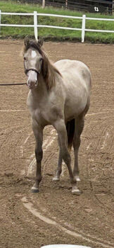 Quarter Horse Stute mit besonderer Farbe und tollem Charakter