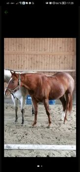 Quarterhorse Stute von 2021