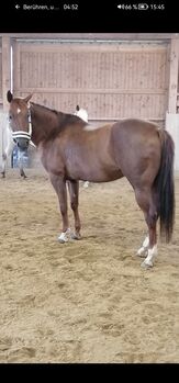 Quarterhorse Stute 2014, Sunbeam Ranch! , Konie na sprzedaż, Kaufbeuren 