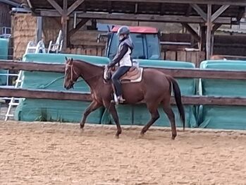 Quarter Horse Stute mit Charakter und Potenzial für Cutting & Ranch, Kerstin Rehbehn (Pferdemarketing Ost), Konie na sprzedaż, Nienburg