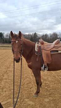 Quarter Horse Stute mit Charakter und Potenzial für Cutting & Ranch