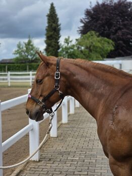 Quarter Horse Stute mit bester Reining/Cutting-Abstammung