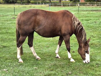 Quarterhorse Stute Chestnut Rabicano mit Stutfohlen in Amber Cream Champagne
