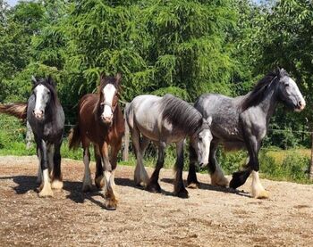 Shire Horse Stute Esmeralda