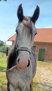 Shire Horse Stute Scarlett