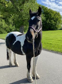 Tinker Warmblut Stute, Valentina Lintneer, Konie na sprzedaż, Steyr