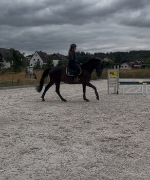 Trakehner Stute, Dressurpferd, Springpferd, Vielseitigkeitspferd,