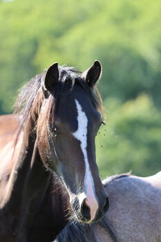Welsh Cob Stute
