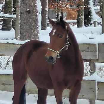 Warmblutstute, 2012, ca. 169 cm – Freizeitpartnerin mit Bodenarbeitsbasis, kein Anfängerpferd, Anna, Konie na sprzedaż, Miesbach
