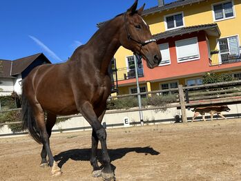 Rheinländer Stute Anfängergeeignet springen, Jenny , Konie na sprzedaż, Ruppichteroth