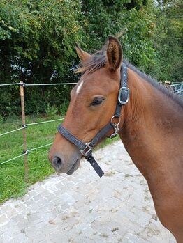 Ponystute jährling 1 ½ Jahre alt zu verkaufen