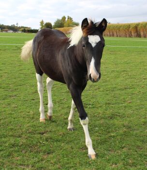 Paint Horse Jährlingsstute