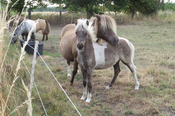 Shetty Stute,  Absetzer, Shetland Pony, Partbred Shetland Pony, ZvS, Konie na sprzedaż, Tangerhütte 