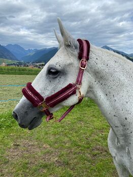 Stute sucht liebevolles zuhause, Brigitte, Konie na sprzedaż, Brixen