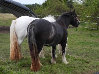 Tinker Irish Cob Stute