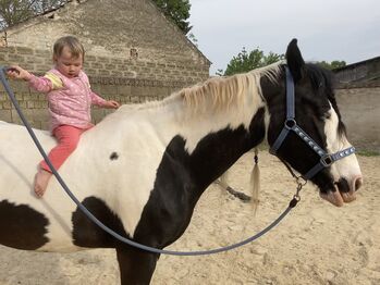 Tinker-Paint Mix Stute 20 Jahre