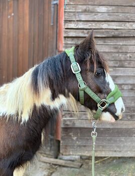 Tinker Stute einjährig, Tinker vom Königssee, Konie na sprzedaż, Hessen - Hainburg