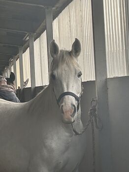 VA Stute top Reitpferd, klasse Charakter 7 Jahre für Sport und Zucht, Birgit , Konie na sprzedaż, Bunsoh