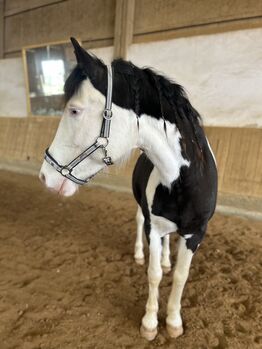 Scheckstute mit Himmelblauen Augen, Cindy , Konie na sprzedaż, Forchheim 