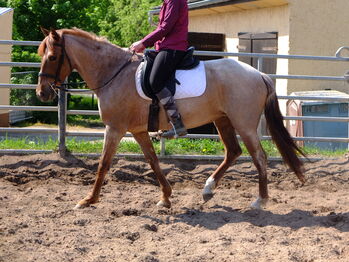 Warmblutstute "Perla"!, Pferdehandlung Christian Kürschner, Konie na sprzedaż, Buttstädt