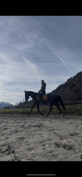 Stute mit Potenzial sucht neues zuhause!