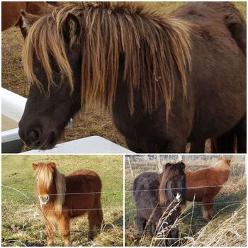 Shetland Pony Stuten mit Papieren, ZvS, Konie na sprzedaż, Schönwalde (Altmark)