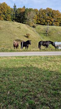 Percheronstuten, Toni Lautenbacher, Konie na sprzedaż, Bad kohlgrub 