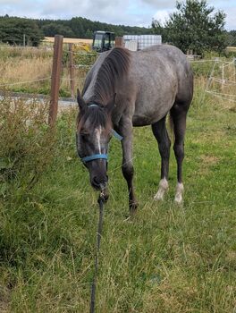 ApHC Appaloosa Stutjährling, A. Gößler, Konie na sprzedaż, Morbach