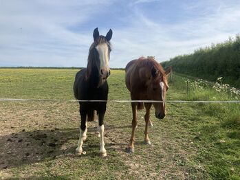 Criollo filly